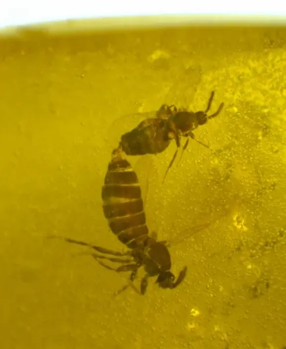 Framed Print : Mating scavenger flies in amber Framed Print : Mating scavenger flies in amber