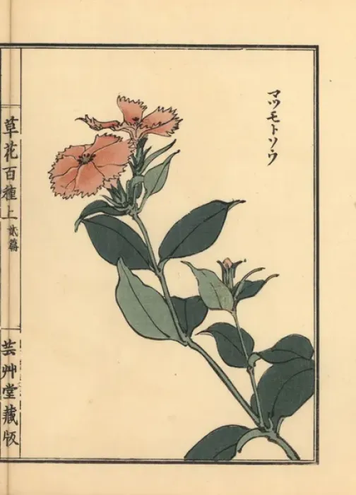 Framed Print : Matsumoto sou or Siebold catchfly, Lychnis sieboldii Framed Print : Matsumoto sou or Siebold catchfly, Lychnis sieboldii