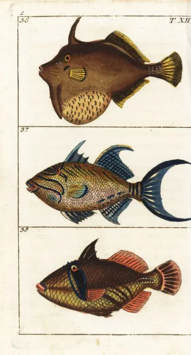 Framed Print : Matted filefish, queen triggerfish and white Framed Print : Matted filefish, queen triggerfish and white