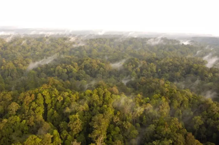 Framed Print : Mature rainforest at dawn, a view from a helicopter Framed Print : Mature rainforest at dawn, a view from a helicopter