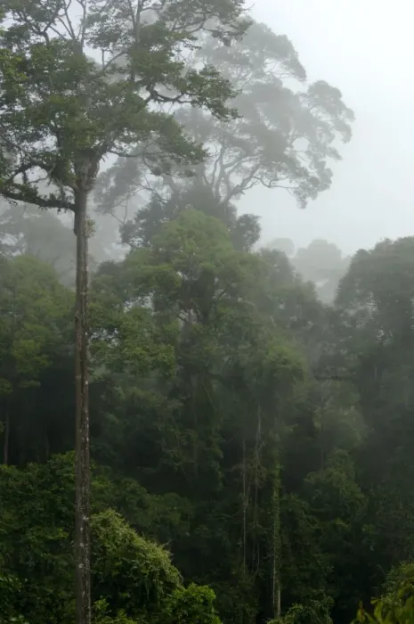 Framed Print : Mature rainforest in the mist at dawn, river Danum Framed Print : Mature rainforest in the mist at dawn, river Danum