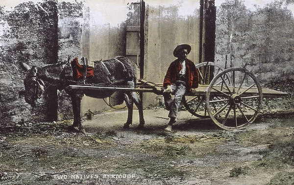 Maud and Sam - Boy and his donkey cart - Bermuda