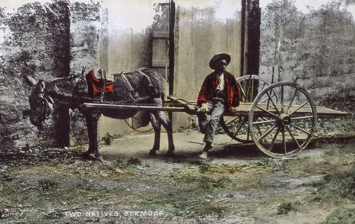 Framed Print : Maud and Sam - Boy and his donkey cart - Bermuda Framed Print : Maud and Sam - Boy and his donkey cart - Bermuda