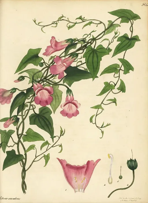 Framed Print : Maurandya scandens Framed Print : Maurandya scandens