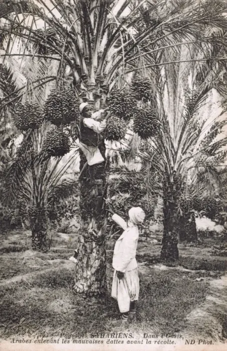 Framed Print : Mauritania, Africa - Arabs remove bad dates from date palms Framed Print : Mauritania, Africa - Arabs remove bad dates from date palms
