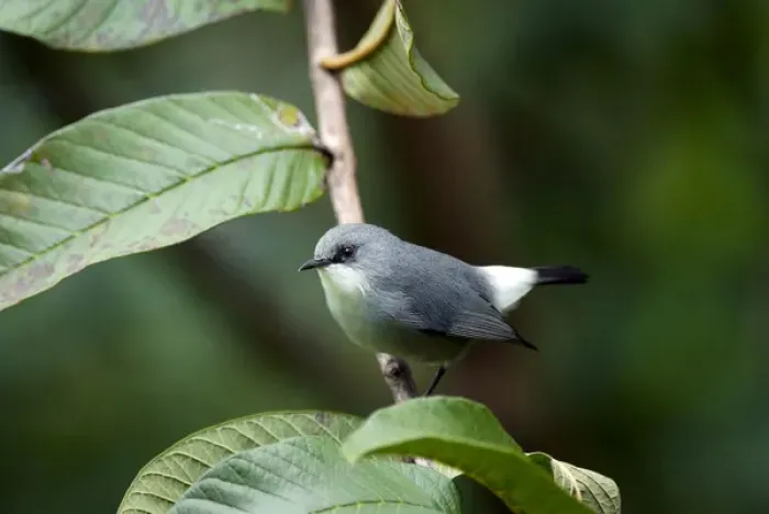 Framed Print : Mauritius Grey White-eye Mascarene White-eye Grey White-eye Framed Print : Mauritius Grey White-eye Mascarene White-eye Grey White-eye