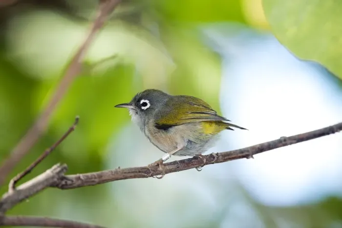 Framed Print : Mauritius Olive White-eye Framed Print : Mauritius Olive White-eye