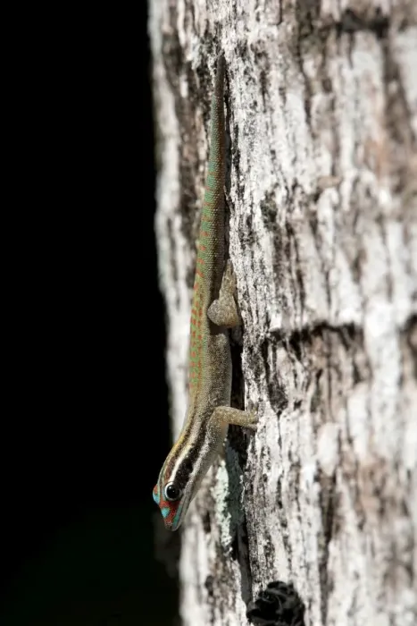 Framed Print : Mauritius ornate day gecko Framed Print : Mauritius ornate day gecko