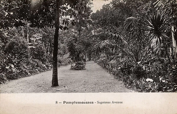 Mauritius - Pamplemousses - Sagotrees Avenue