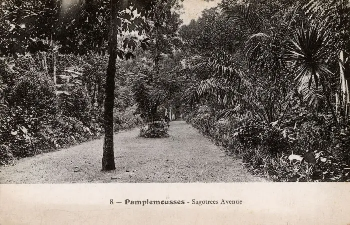 Framed Print : Mauritius - Pamplemousses - Sagotrees Avenue Framed Print : Mauritius - Pamplemousses - Sagotrees Avenue