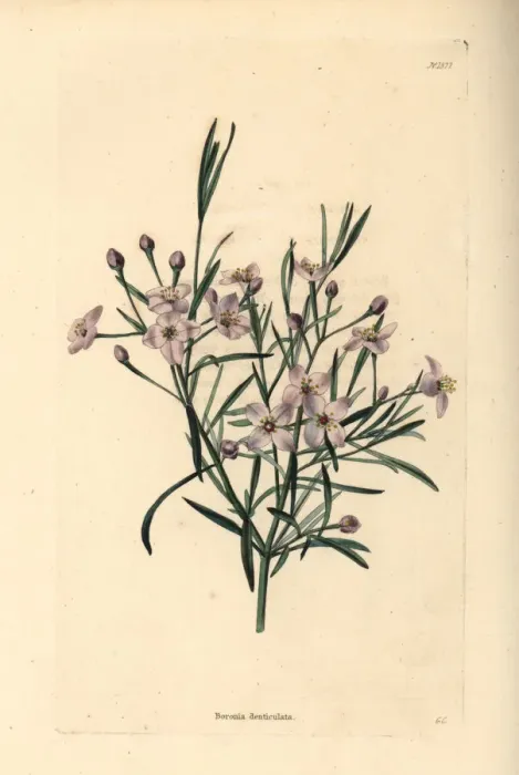 Framed Print : Mauve boronia, Boronia denticulata Framed Print : Mauve boronia, Boronia denticulata