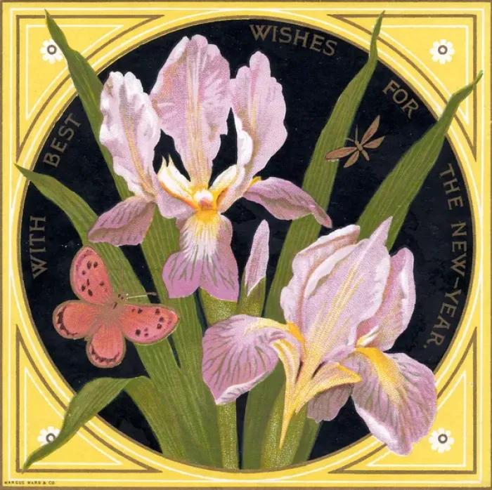 Framed Print : Mauve iris and a pink butterfly on a New Year card Framed Print : Mauve iris and a pink butterfly on a New Year card