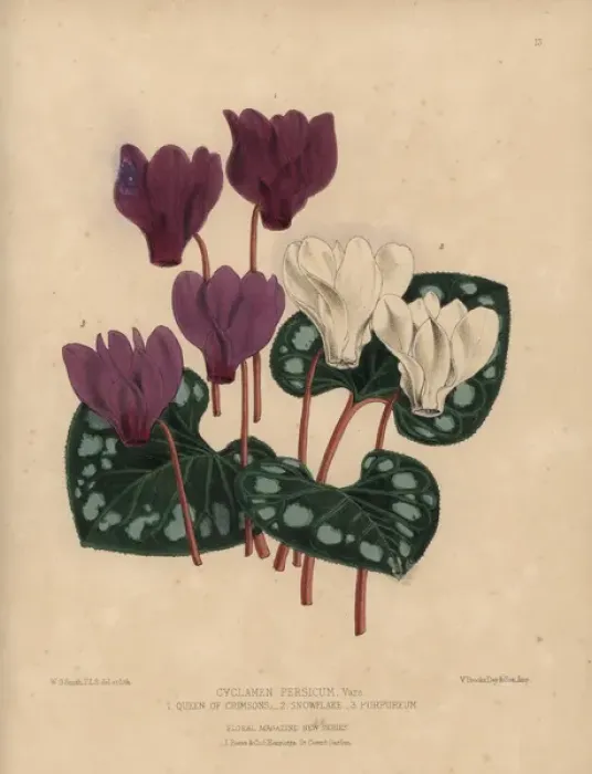 Framed Print : Mauve Purpureum, white Snowflake, and deep Framed Print : Mauve Purpureum, white Snowflake, and deep