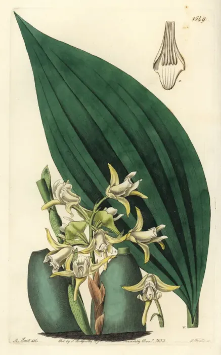 Framed Print : Maxillaria palmifolia orchid Framed Print : Maxillaria palmifolia orchid