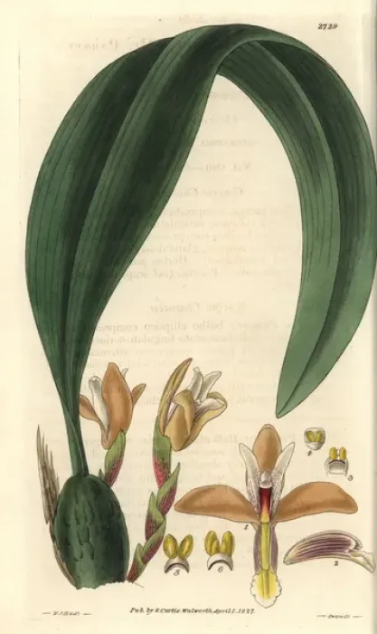 Framed Print : Maxillaria parkeri, Mr Parkers maxillaria Framed Print : Maxillaria parkeri, Mr Parkers maxillaria