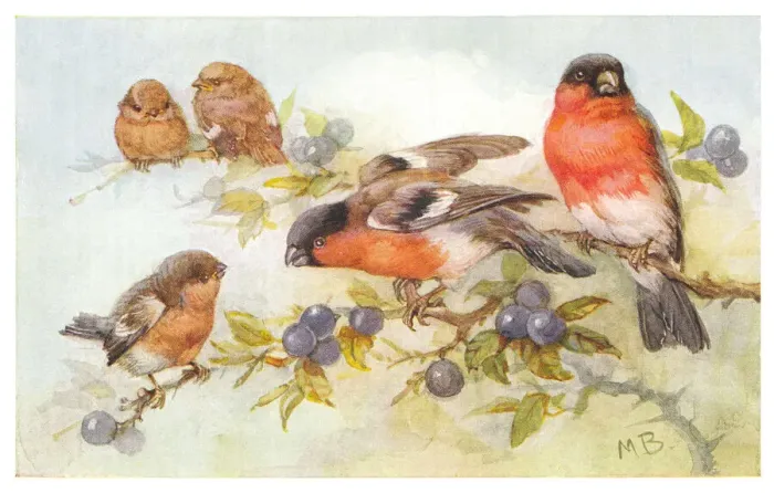 Framed Print : May Bowley Birds Framed Print : May Bowley Birds