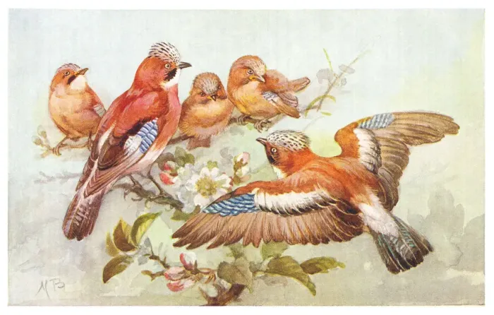 Framed Print : May Bowley Birds Framed Print : May Bowley Birds