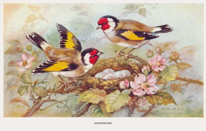 Framed Print : May Bowley Birds Framed Print : May Bowley Birds