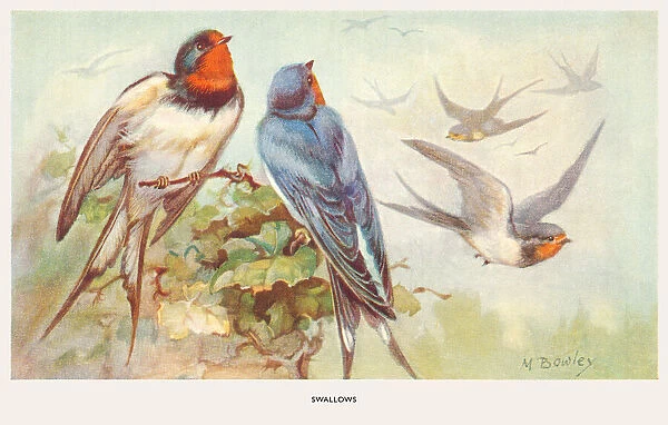 May Bowley Birds