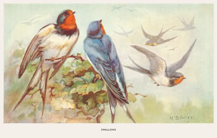 Framed Print : May Bowley Birds Framed Print : May Bowley Birds