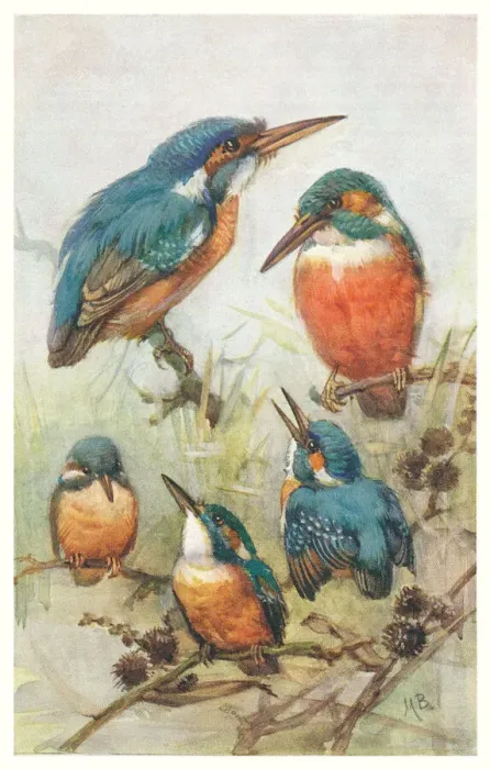 Framed Print : May Bowley Birds Framed Print : May Bowley Birds