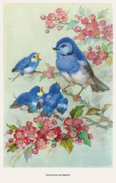 Framed Print : May Bowley Birds Framed Print : May Bowley Birds