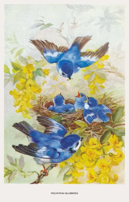 Framed Print : May Bowley Birds Framed Print : May Bowley Birds