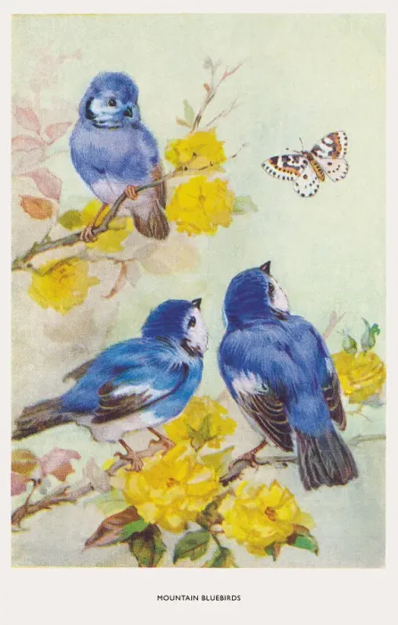 Framed Print : May Bowley Birds Framed Print : May Bowley Birds
