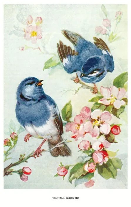 Framed Print : May Bowley Birds Framed Print : May Bowley Birds