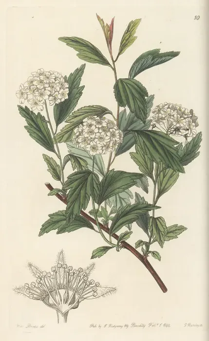 Framed Print : May bush, Spiraea cantoniensis Framed Print : May bush, Spiraea cantoniensis