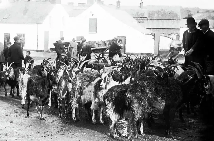 Framed Print : May Fair, Ballyclare, Ireland in 1883 Framed Print : May Fair, Ballyclare, Ireland in 1883