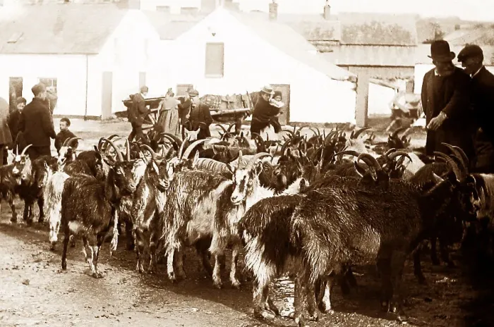 Framed Print : May Fair, Ballyclare, Ireland in 1883 Framed Print : May Fair, Ballyclare, Ireland in 1883