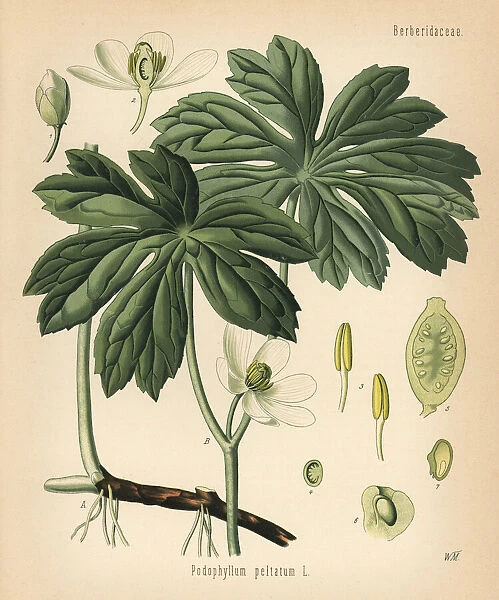 Mayapple or American mandrake, Podophyllum peltatum