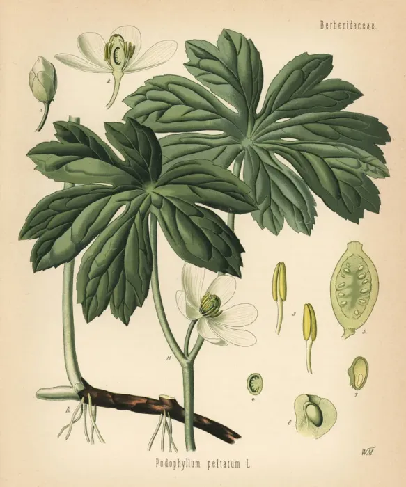 Framed Print : Mayapple or American mandrake, Podophyllum peltatum Framed Print : Mayapple or American mandrake, Podophyllum peltatum