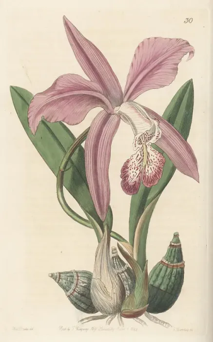 Framed Print : Mayflower orchid, Laelia speciosa Framed Print : Mayflower orchid, Laelia speciosa