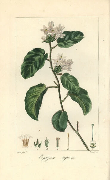 Mayflower or trailing arbutus, Epigaea repens