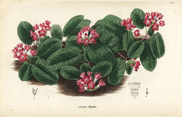 Mayflower or trailing arbutus, Epigaea repens