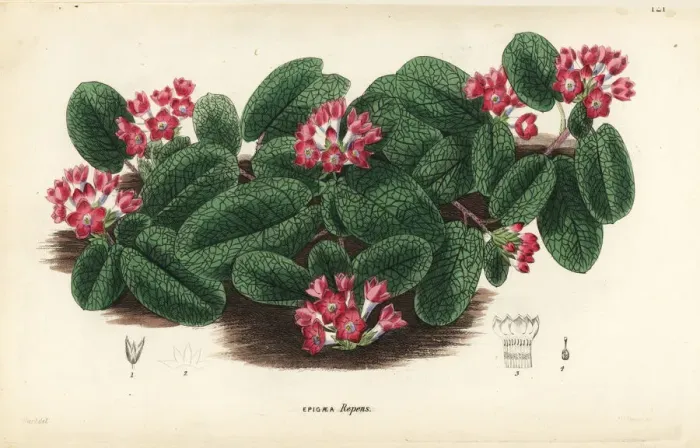 Framed Print : Mayflower or trailing arbutus, Epigaea repens Framed Print : Mayflower or trailing arbutus, Epigaea repens