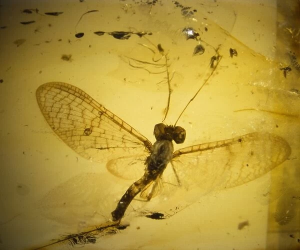 Mayfly in Baltic amber