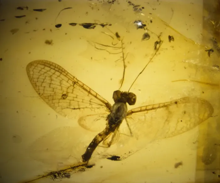 Framed Print : Mayfly in Baltic amber Framed Print : Mayfly in Baltic amber