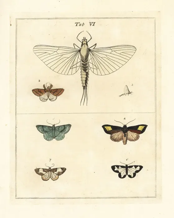 Framed Print : Mayfly magnified, with various moths Framed Print : Mayfly magnified, with various moths