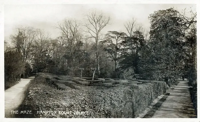 Framed Print : The Maze, Hampton Court Palace Gardens Framed Print : The Maze, Hampton Court Palace Gardens