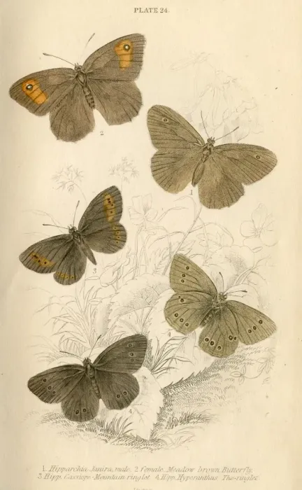 Framed Print : Meadow Brown Butterflies Framed Print : Meadow Brown Butterflies