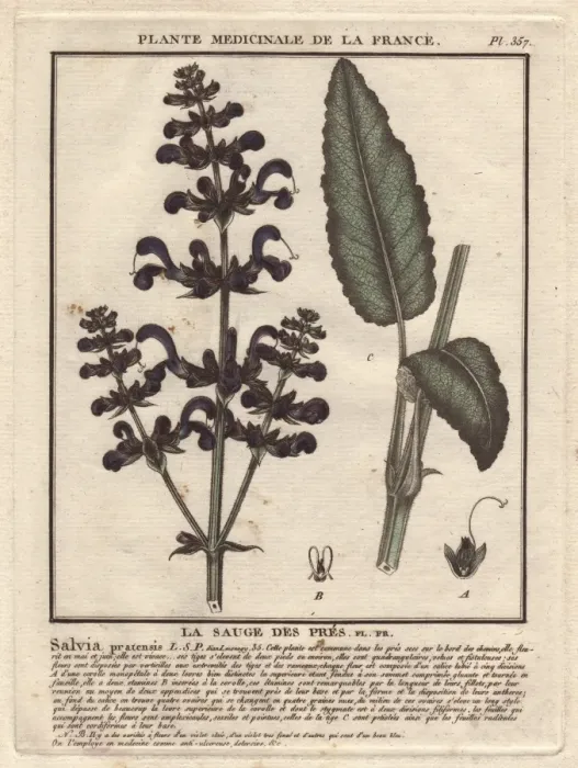 Framed Print : Meadow clary or meadow sage, Salvia pratensis Framed Print : Meadow clary or meadow sage, Salvia pratensis