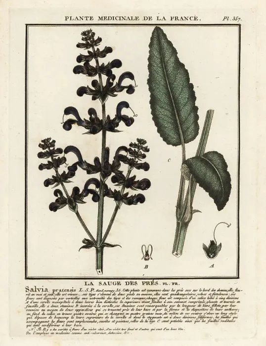 Framed Print : Meadow clary, Salvia pratensis Framed Print : Meadow clary, Salvia pratensis
