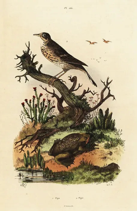 Framed Print : Meadow pipit and Suriname toad Framed Print : Meadow pipit and Suriname toad