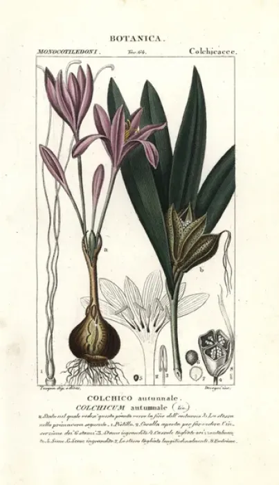 Framed Print : Meadow saffron, Colchicum autumnale Framed Print : Meadow saffron, Colchicum autumnale