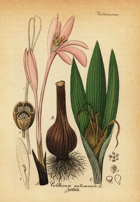 Framed Print : Meadow saffron, Colchicum autumnale Framed Print : Meadow saffron, Colchicum autumnale