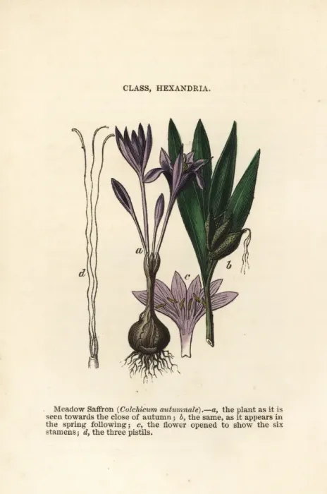 Framed Print : Meadow saffron, Colchicum autumnale Framed Print : Meadow saffron, Colchicum autumnale