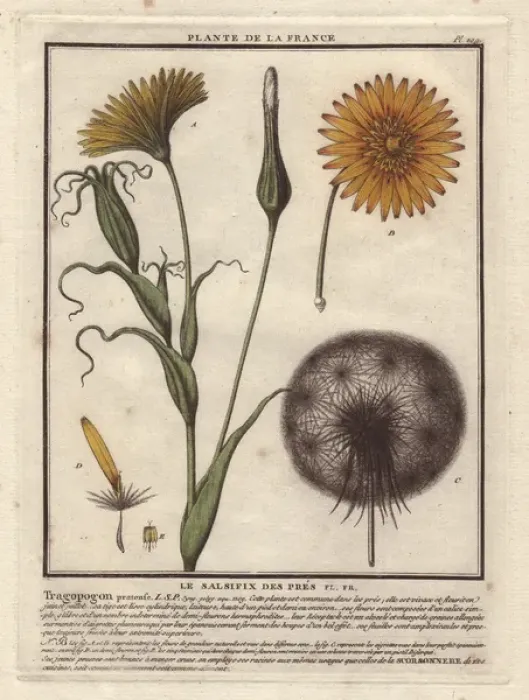 Framed Print : Meadow Salsify, Tragopogon pratensis Framed Print : Meadow Salsify, Tragopogon pratensis
